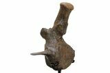 Triceratops Caudal Vertebra on Metal Stand - Wyoming #382490-2